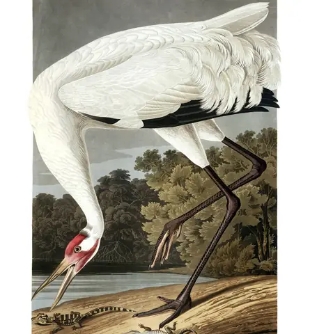 Plate 226 of Audubon's The Birds of America: Whooping Crane (Grus americana)
