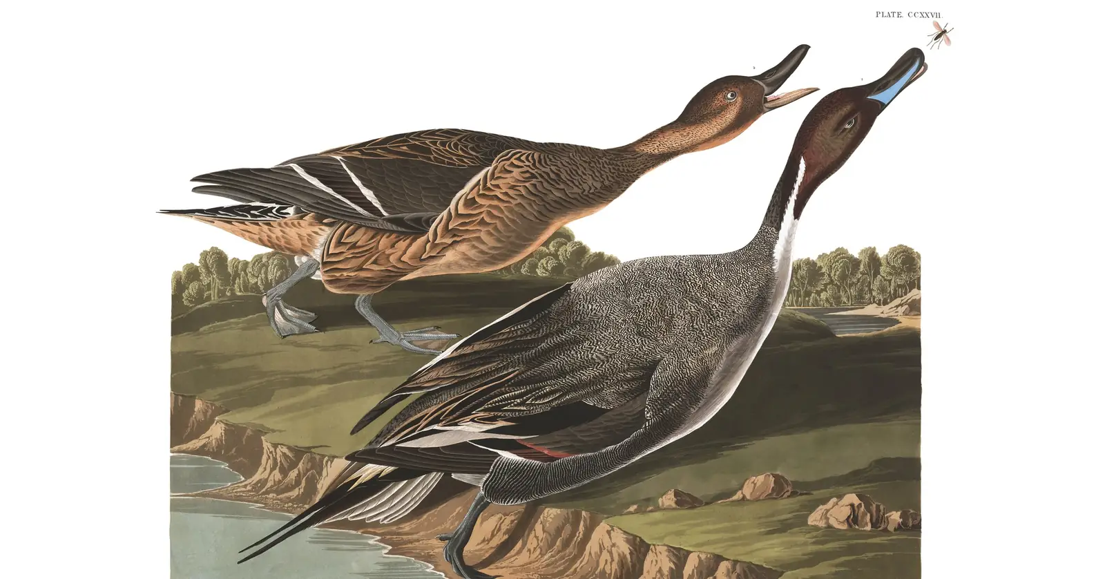 Plate 227 of Audubon's The Birds of America: Northern Pintail (Anas acuta)