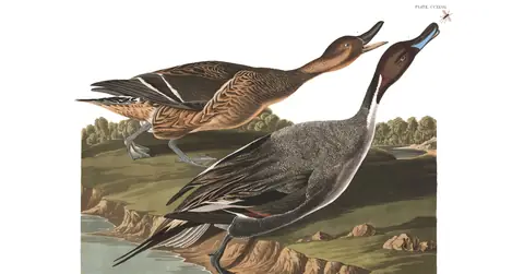 Plate 227 of Audubon's The Birds of America: Northern Pintail (Anas acuta)