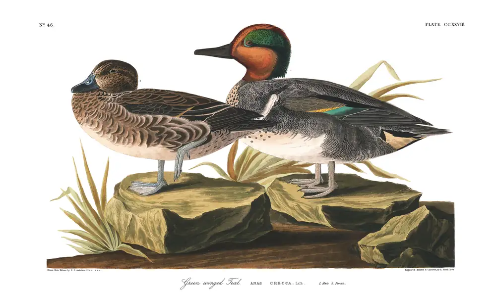 The whole sheet of plate 228, with its engraved caption