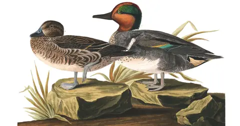 Plate 228 of Audubon's The Birds of America: Green-winged Teal (Anas crecca)