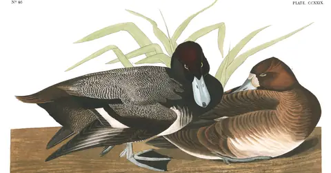 Plate 229 of Audubon's The Birds of America: Lesser Scaup (Aythya affinis)