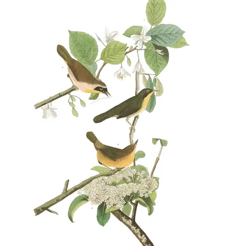 Plate 23 of Audubon's The Birds of America: Common Yellowthroat (Geothlypis trichas)