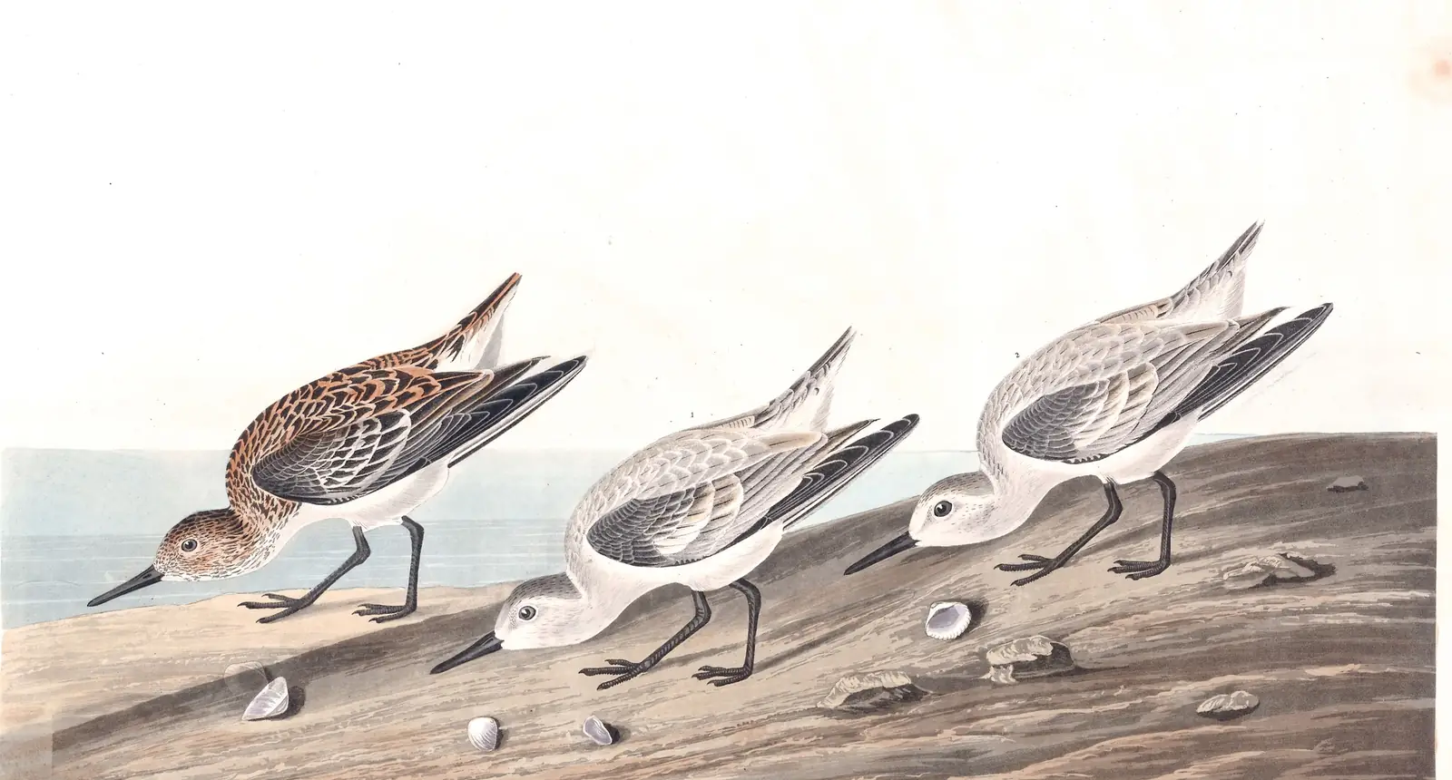 Plate 230 of Audubon's The Birds of America: Sanderling (Calidris alba)