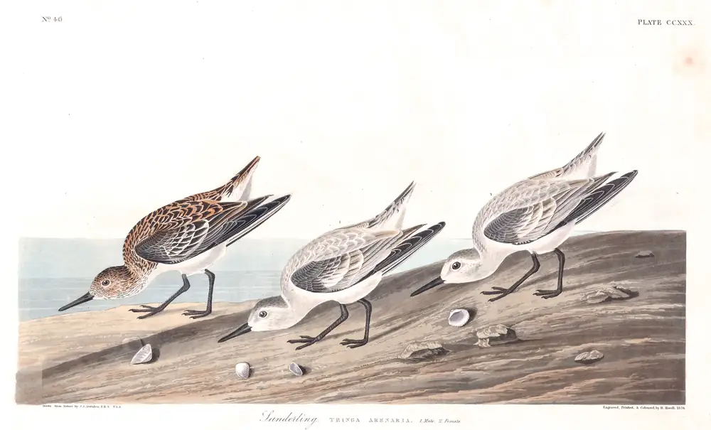 The whole sheet of plate 230, with its engraved caption