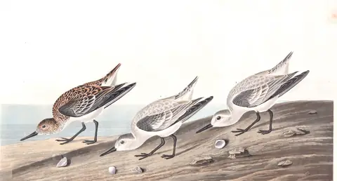 Plate 230 of Audubon's The Birds of America: Sanderling (Calidris alba)