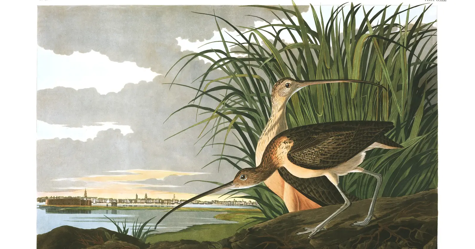Plate 231 of Audubon's The Birds of America: Long-billed Curlew (Numenius americanus)