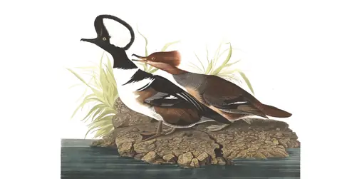 Plate 232 of Audubon's The Birds of America: Hooded Merganser (Lophodytes cucullatus)