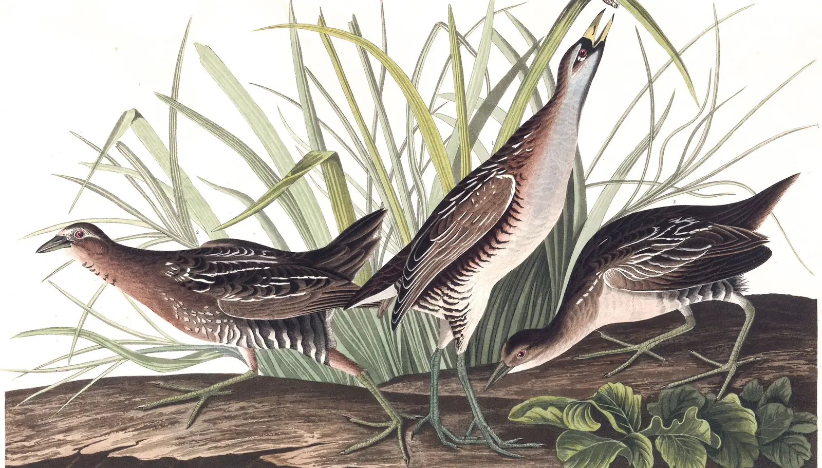 Plate 233 of Audubon's The Birds of America: Sora (Porzana carolina)