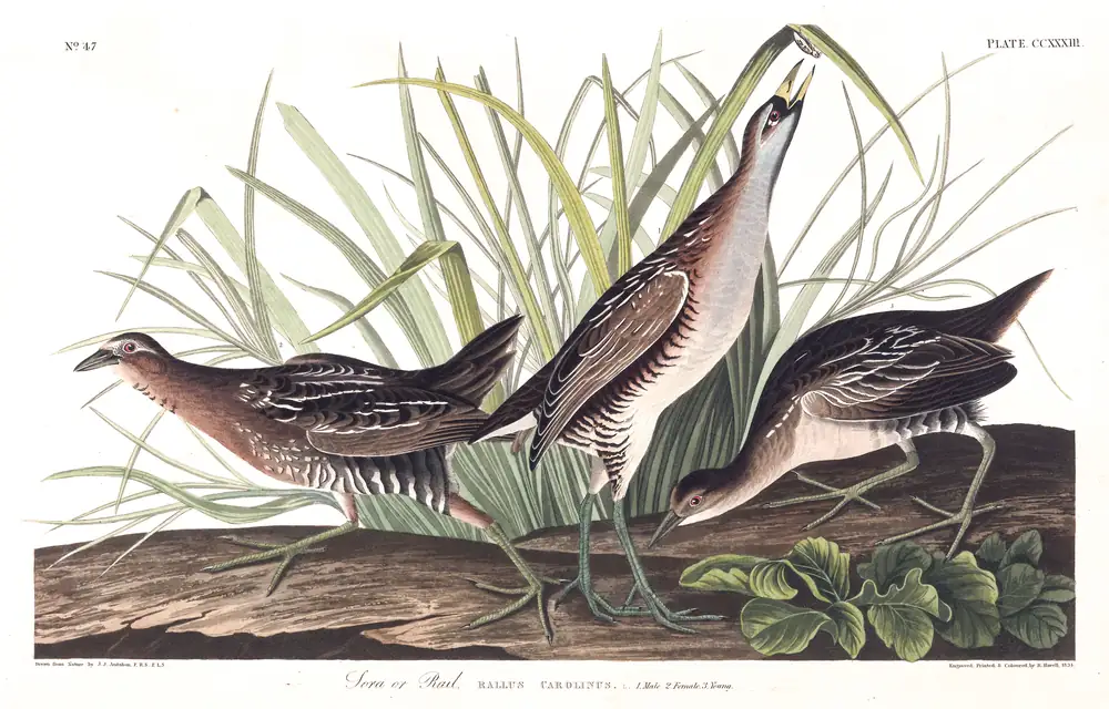The whole sheet of plate 233, with its engraved caption