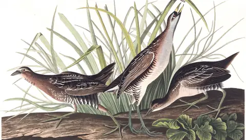 Plate 233 of Audubon's The Birds of America: Sora (Porzana carolina)