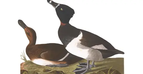 Plate 234 of Audubon's The Birds of America: Ring-necked Duck (Aythya collaris)