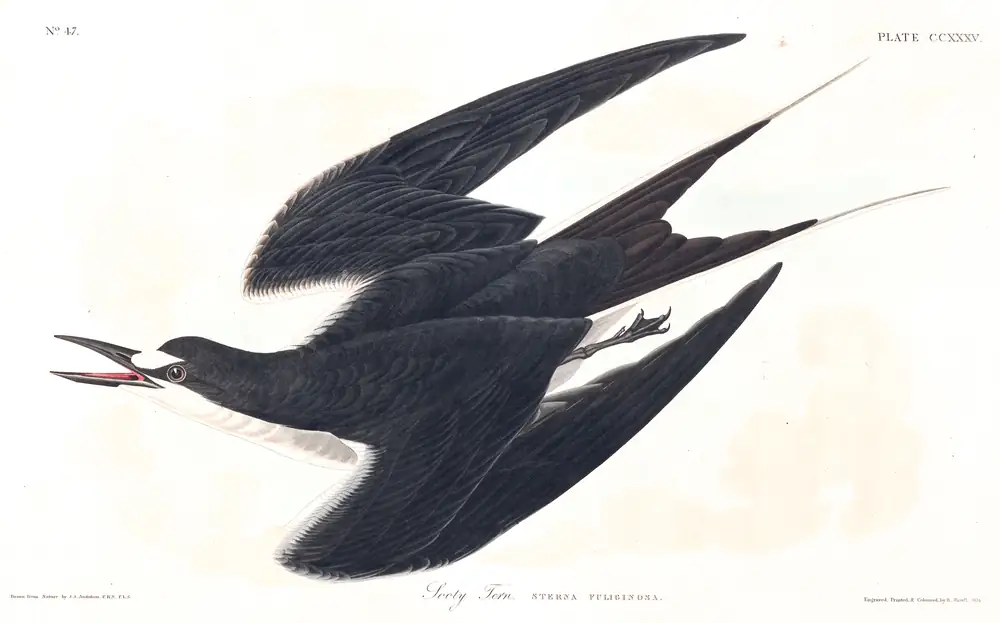 The whole sheet of plate 235, with its engraved caption