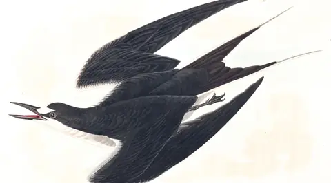 Plate 235 of Audubon's The Birds of America: Sooty Tern (Onychoprion fuscatus)