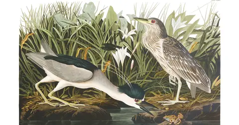 Plate 236 of Audubon's The Birds of America: Black-crowned Night Heron (Nycticorax nycticorax)