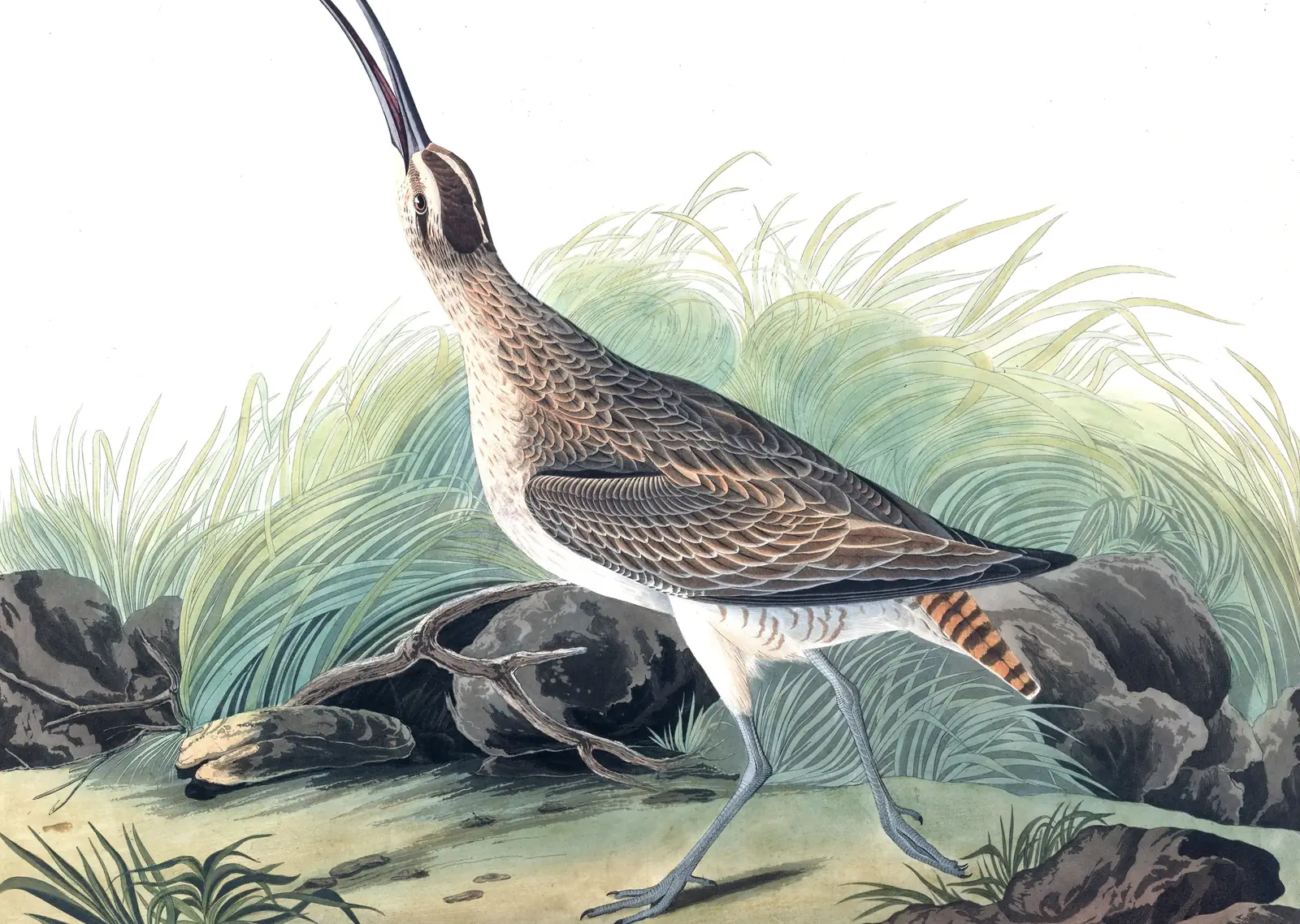 Plate 237 of Audubon's The Birds of America: Hudsonian Whimbrel (Numenius hudsonicus)
