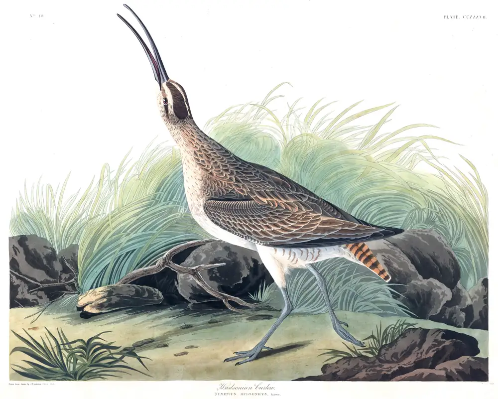 The whole sheet of plate 237, with its engraved caption