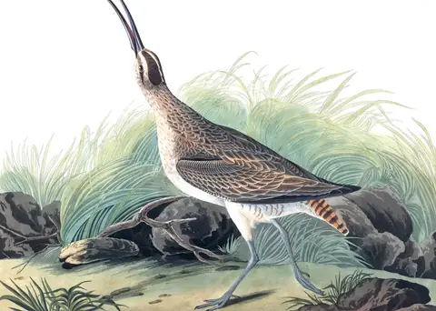 Plate 237 of Audubon's The Birds of America: Hudsonian Whimbrel (Numenius hudsonicus)