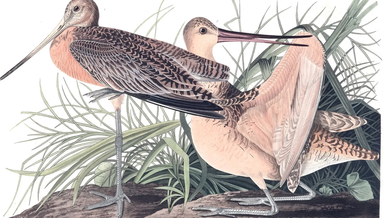 Plate 238 of Audubon's The Birds of America: Marbled Godwit (Limosa fedoa)