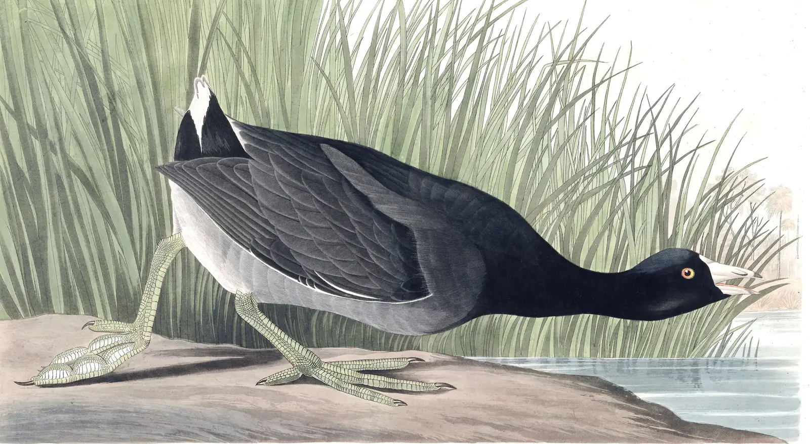Plate 239 of Audubon's The Birds of America: American Coot (Fulica americana)
