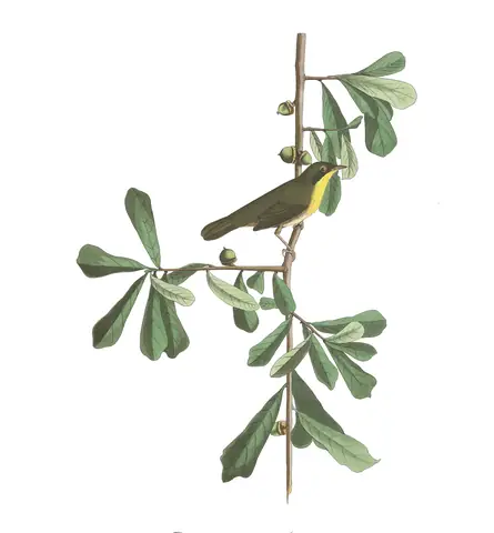 Plate 24 of Audubon's The Birds of America: Common Yellowthroat (Geothlypis trichas)