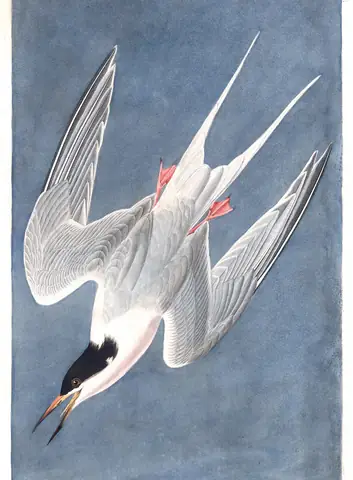 Plate 240 of Audubon's The Birds of America: Roseate Tern (Sterna dougallii)
