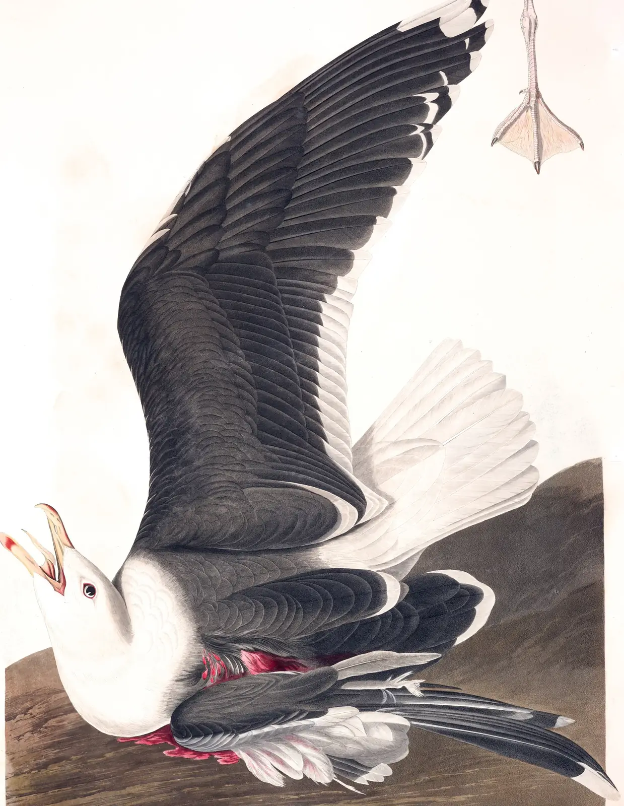 Plate 241 of Audubon's The Birds of America: Great Black-backed Gull (Larus marinus)