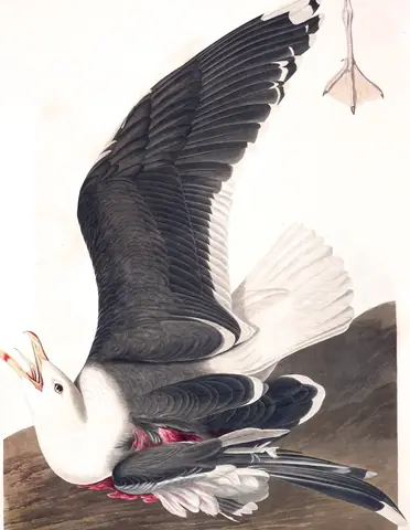 Plate 241 of Audubon's The Birds of America: Great Black-backed Gull (Larus marinus)
