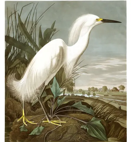 Plate 242 of Audubon's The Birds of America: Snowy Egret (Egretta thula)