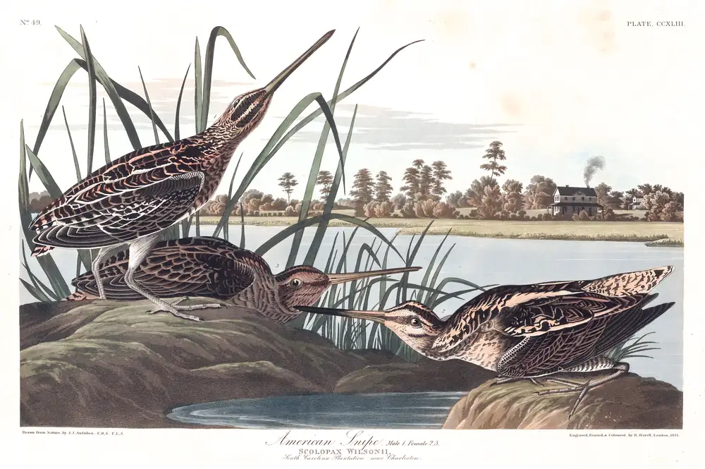The whole sheet of plate 243, with its engraved caption