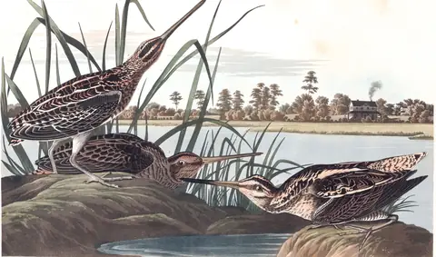 Plate 243 of Audubon's The Birds of America: Wilson's Snipe (Gallinago delicata)