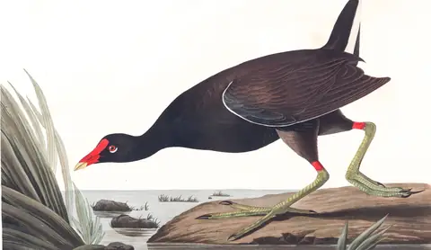 Plate 244 of Audubon's The Birds of America: Common Gallinule (Gallinula galeata)
