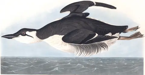 Plate 245 of Audubon's The Birds of America: Thick-billed Murre (Uria lomvia)