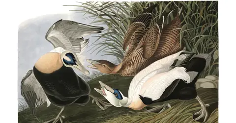 Plate 246 of Audubon's The Birds of America: Common Eider (Somateria mollissima)