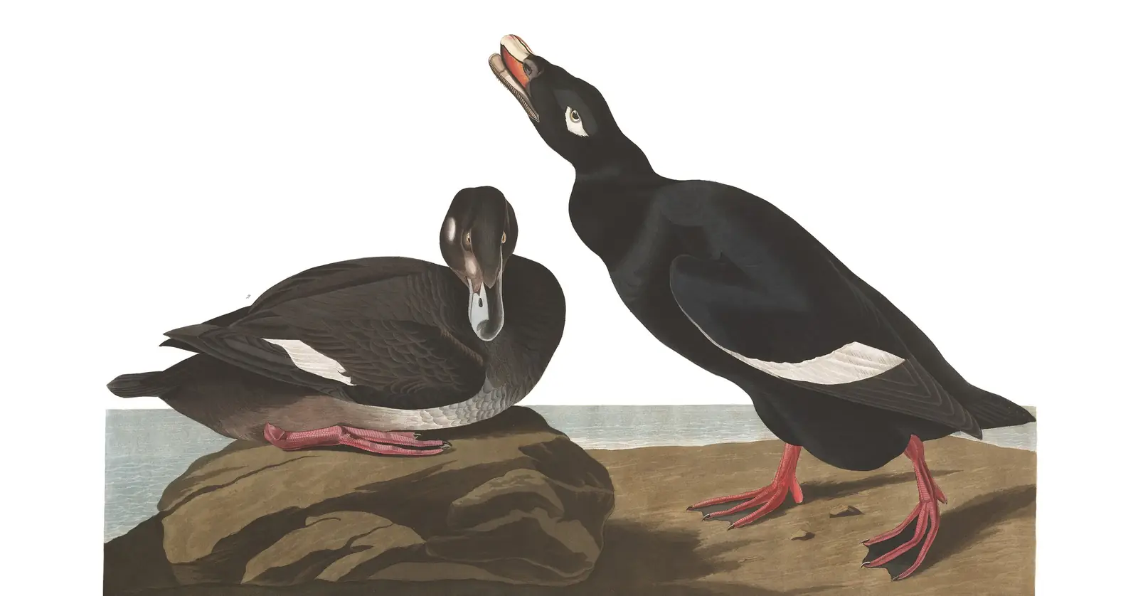Plate 247 of Audubon's The Birds of America: White-winged Scoter (Melanitta deglandi)