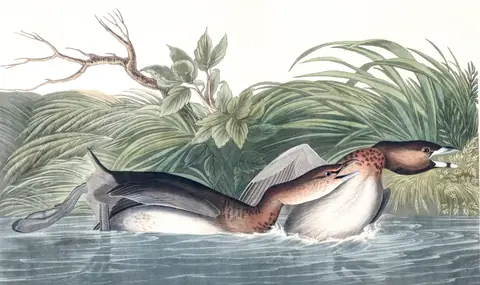 Plate 248 of Audubon's The Birds of America: Pied-billed Grebe (Podilymbus podiceps)