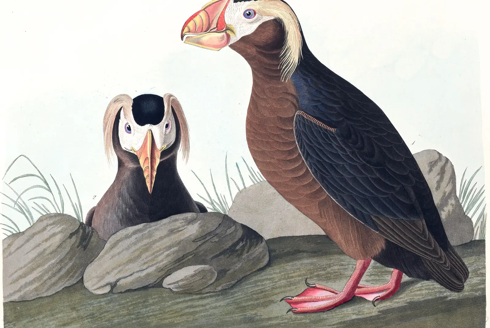 Plate 249 of Audubon's The Birds of America: Tufted Puffin (Fratercula cirrhata)