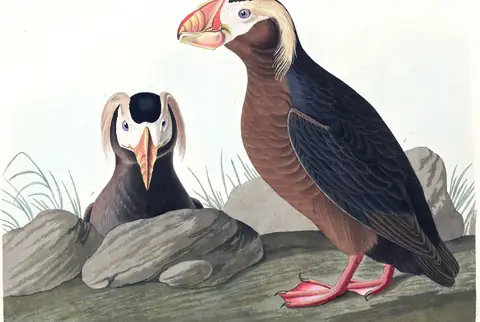 Plate 249 of Audubon's The Birds of America: Tufted Puffin (Fratercula cirrhata)