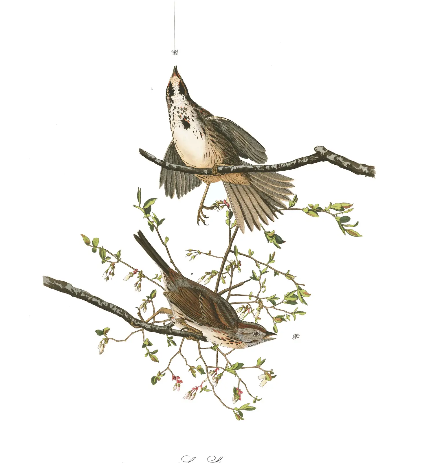 Plate 25 of Audubon's The Birds of America: Song Sparrow (Melospiza melodia)