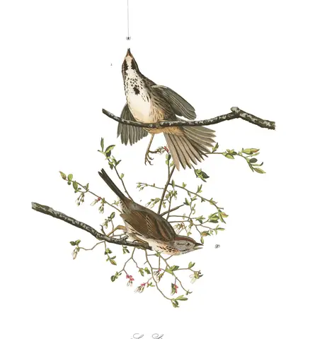 Plate 25 of Audubon's The Birds of America: Song Sparrow (Melospiza melodia)