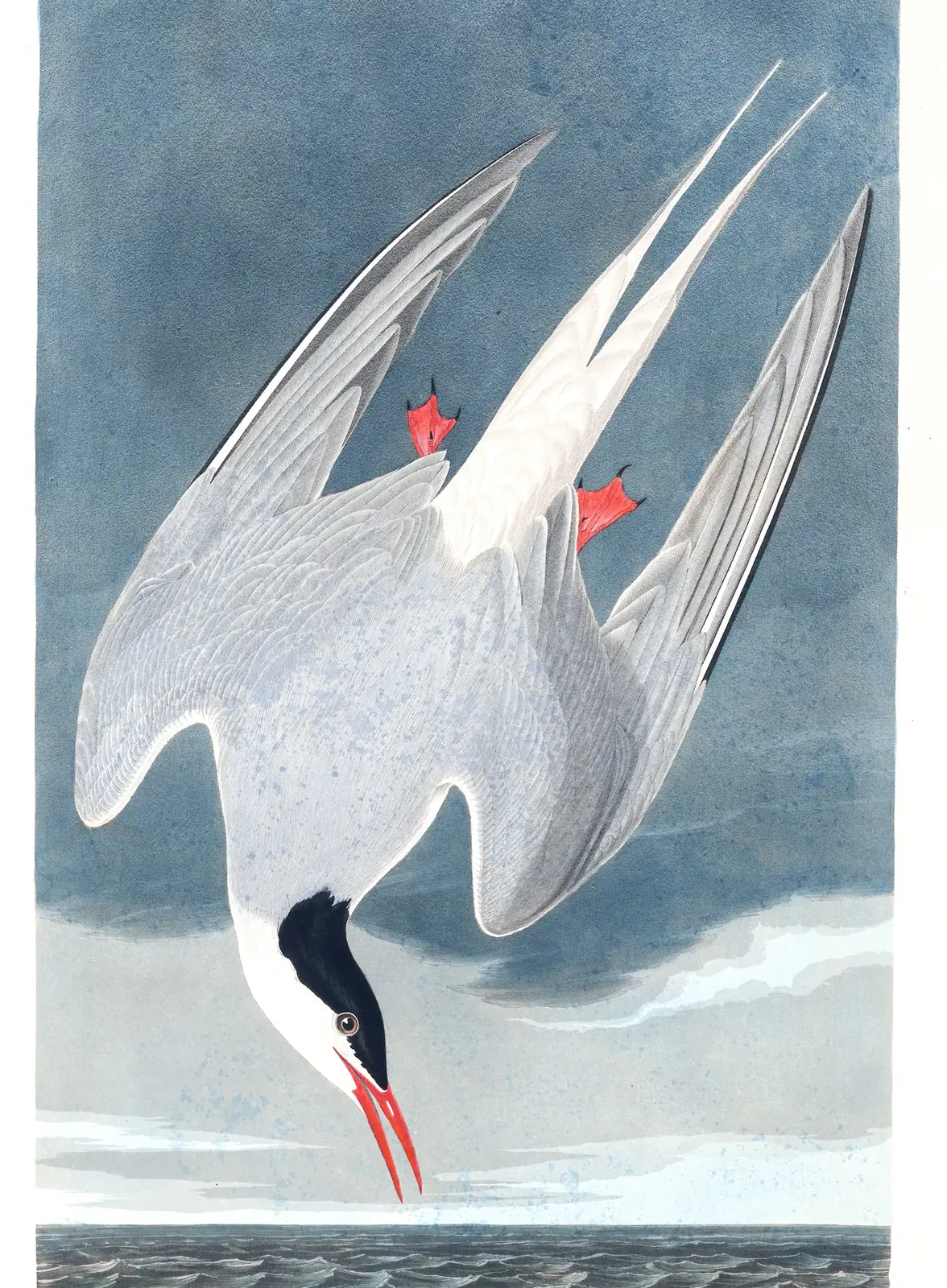 Plate 250 of Audubon's The Birds of America: Arctic Tern (Sterna paradisaea)