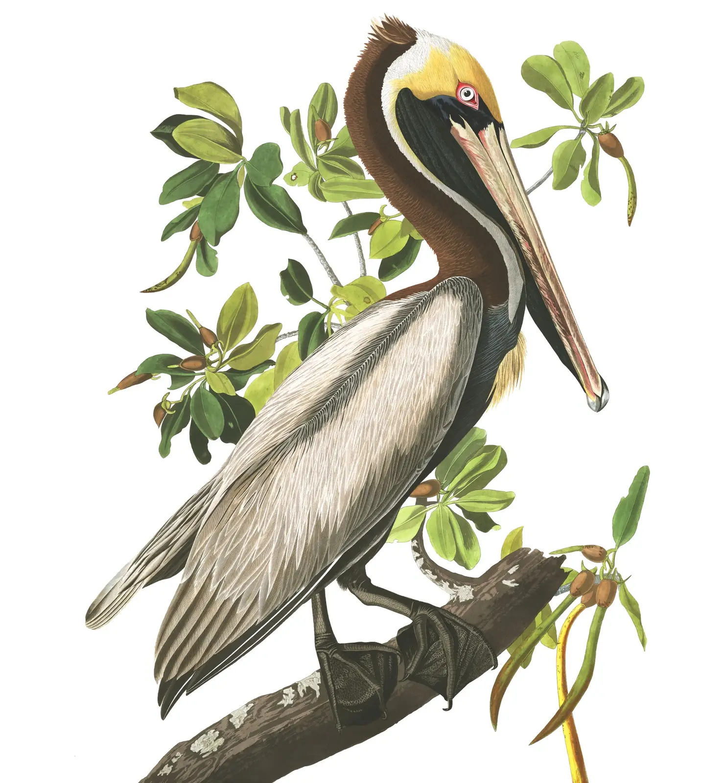 Plate 251 of Audubon's The Birds of America: Brown Pelican (Pelecanus occidentalis)