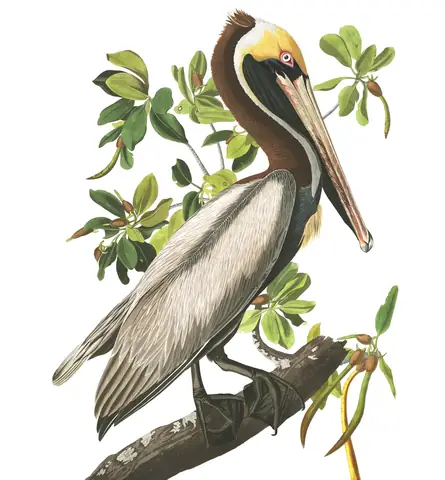 Plate 251 of Audubon's The Birds of America: Brown Pelican (Pelecanus occidentalis)