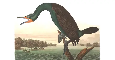 Plate 252 of Audubon's The Birds of America: Double-crested Cormorant (Nannopterum auritum)