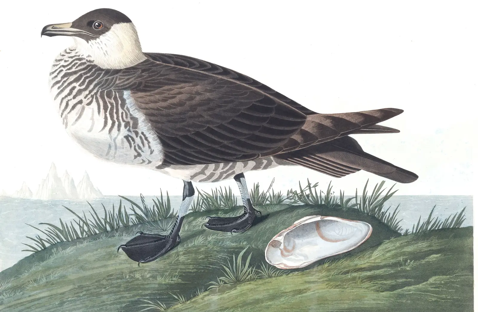 Plate 253 of Audubon's The Birds of America: Pomarine Jaeger (Stercorarius pomarinus)