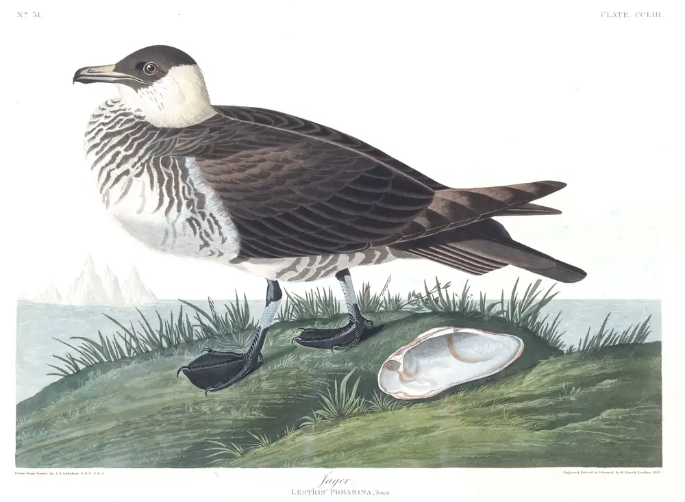 The whole sheet of plate 253, with its engraved caption