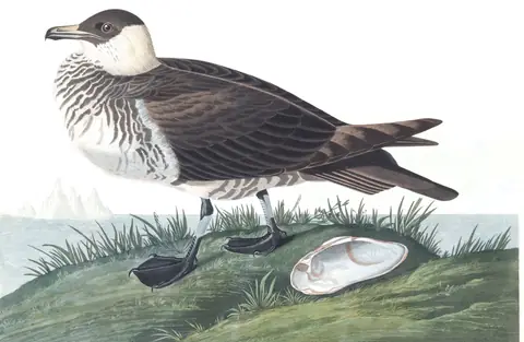 Plate 253 of Audubon's The Birds of America: Pomarine Jaeger (Stercorarius pomarinus)