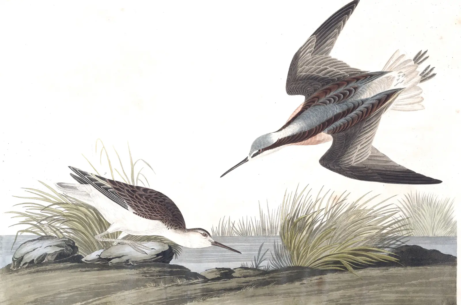 Plate 254 of Audubon's The Birds of America: Wilson's Phalarope (Phalaropus tricolor)