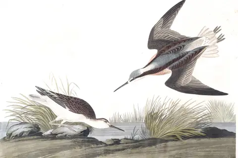 Plate 254 of Audubon's The Birds of America: Wilson's Phalarope (Phalaropus tricolor)