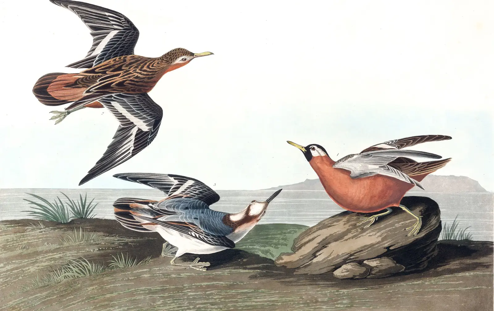 Plate 255 of Audubon's The Birds of America: Red Phalarope (Phalaropus fulicarius)